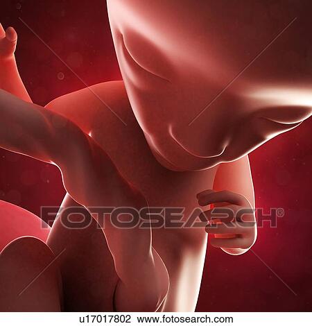 Foetus at 14 weeks, artwork View Large Illustration Drawing - Foetus at 14 weeks, artwork. Fotosearch