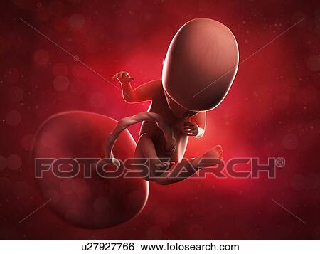 Foetus at 14 weeks, artwork View Large Illustration Stock Illustration - Foetus at 14 weeks, artwork. Fotosearch