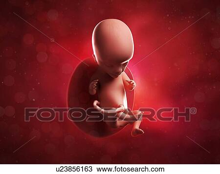 Drawing - Foetus at 15 weeks, artwork. Fotosearch