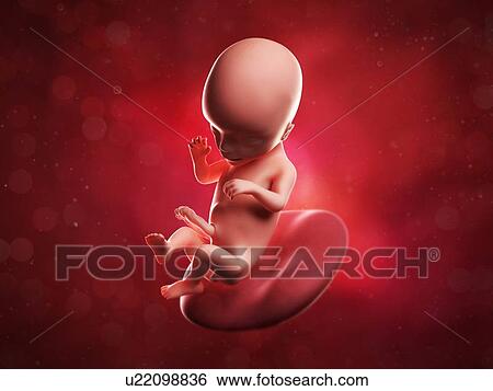 Stock Illustration - Foetus at 16 weeks, artwork. Fotosearch