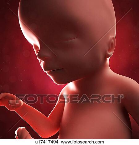 Stock Illustration - Foetus at 17 weeks, artwork. Fotosearch