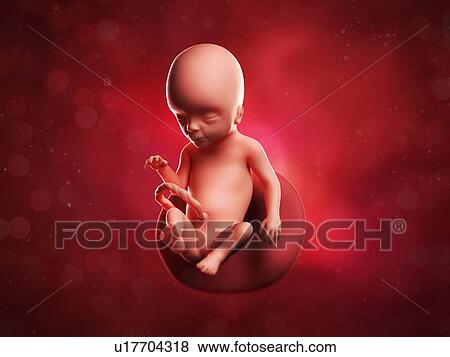 Stock Illustration - Foetus at 17 weeks, artwork. Fotosearch