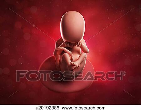 Stock Illustration - Foetus at 18 weeks, artwork. Fotosearch