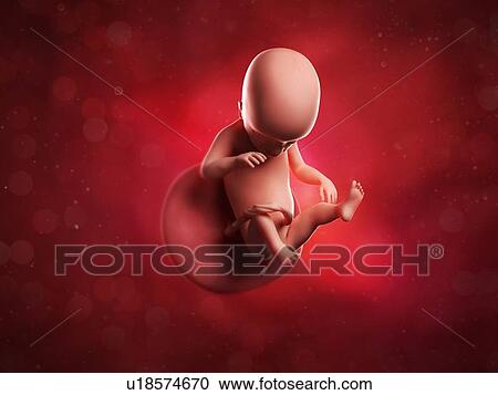 Foetus at 19 weeks, artwork View Large Illustration Clipart - Foetus at 19 weeks, artwork. Fotosearch