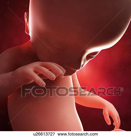 Foetus at 19 weeks, artwork View Large Illustration Stock Illustration - Foetus at 19 weeks, artwork. Fotosearch