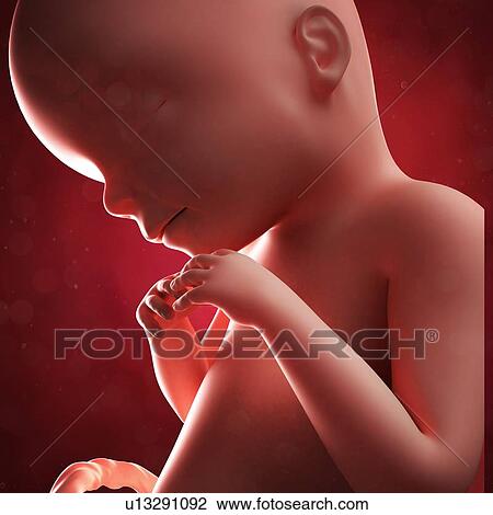 Drawing - Foetus at 20 weeks, artwork. Fotosearch