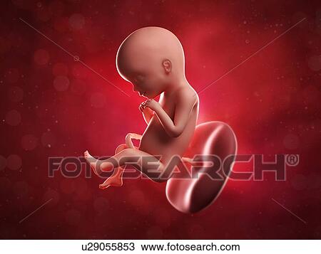 Drawing - Foetus at 20 weeks, artwork. Fotosearch