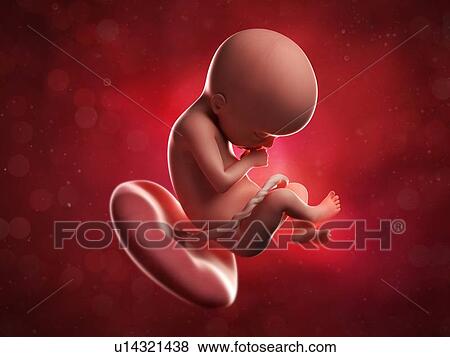 Stock Illustration - Foetus at 21 weeks, artwork. Fotosearch