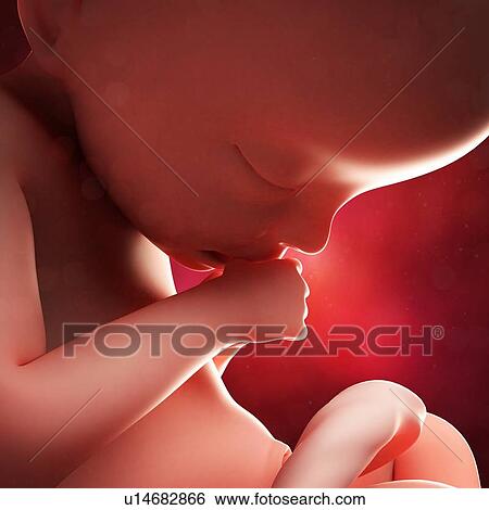Stock Illustration - Foetus at 21 weeks, artwork. Fotosearch