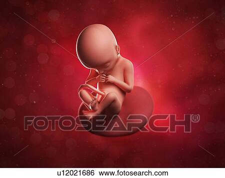 Foetus at 22 weeks, artwork View Large Illustration Stock Illustration - Foetus at 22 weeks, artwork. Fotosearch