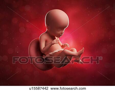Drawing - Foetus at 23 weeks, artwork. Fotosearch