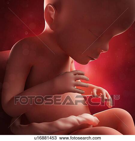 Foetus at 23 weeks, artwork View Large Illustration Drawing - Foetus at 23 weeks, artwork. Fotosearch