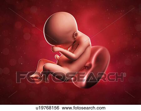 Stock Illustration - Foetus at 24 weeks, artwork. Fotosearch