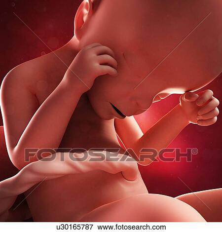 Stock Illustration - Foetus at 24 weeks, artwork. Fotosearch