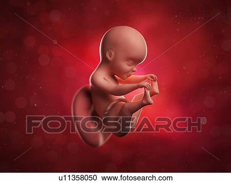 Foetus at 25 weeks, artwork View Large Illustration Clipart - Foetus at 25 weeks, artwork. Fotosearch