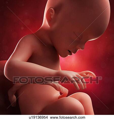 Stock Illustration - Foetus at 26 weeks, artwork. Fotosearch