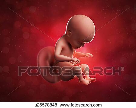 Stock Illustration - Foetus at 26 weeks, artwork. Fotosearch