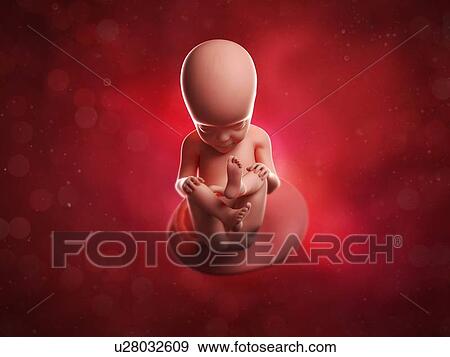 Stock Illustration - Foetus at 27 weeks, artwork. Fotosearch