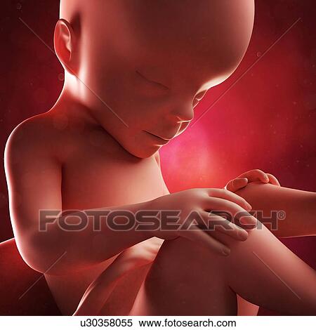 Foetus at 27 weeks, artwork View Large Illustration Stock Illustration - Foetus at 27 weeks, artwork. Fotosearch