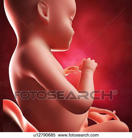Stock Illustration - Foetus at 28 weeks, artwork. Fotosearch