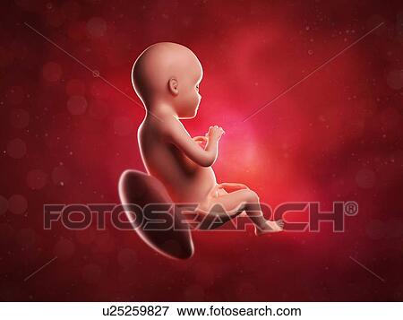Foetus at 28 weeks, artwork View Large Illustration Stock Illustration - Foetus at 28 weeks, artwork. Fotosearch
