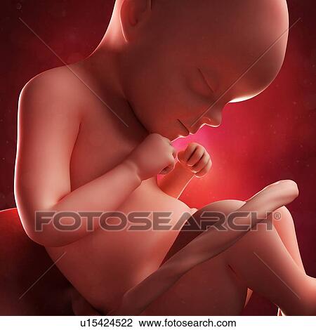 Drawing - Foetus at 29 weeks, artwork. Fotosearch