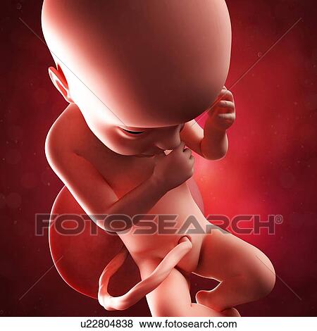 Foetus at 30 weeks, artwork View Large Illustration Stock Illustration - Foetus at 30 weeks, artwork. Fotosearch