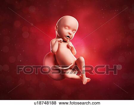Stock Illustration - Foetus at 31 weeks, artwork. Fotosearch