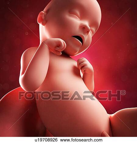 Stock Illustration - Foetus at 31 weeks, artwork. Fotosearch