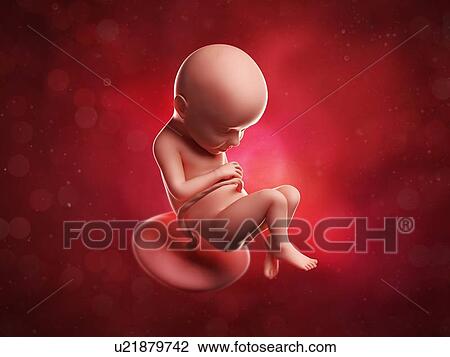 Drawing - Foetus at 32 weeks, artwork. Fotosearch