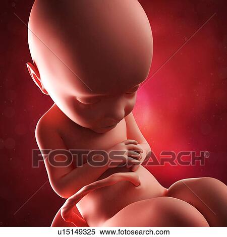 Foetus at 32 weeks, artwork View Large Illustration Stock Illustration - Foetus at 32 weeks, artwork. Fotosearch