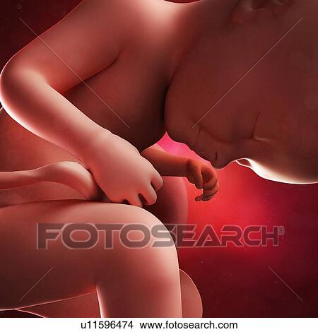 Stock Illustration - Foetus at 33 weeks, artwork. Fotosearch