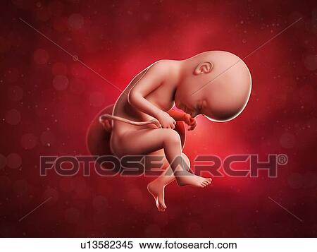 Stock Illustration - Foetus at 33 weeks, artwork. Fotosearch