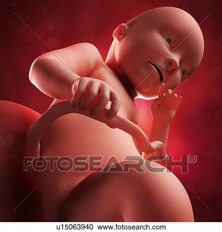 Foetus at 34 weeks, artwork View Large Illustration Clipart - Foetus at 34 weeks, artwork. Fotosearch