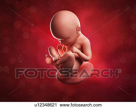 Foetus at 35 weeks, artwork View Large Illustration Clip Art - Foetus at 35 weeks, artwork. Fotosearch