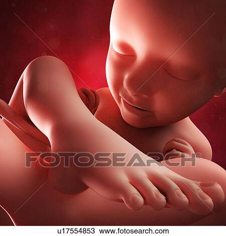 Foetus at 35 weeks, artwork View Large Illustration Drawing - Foetus at 35 weeks, artwork. Fotosearch