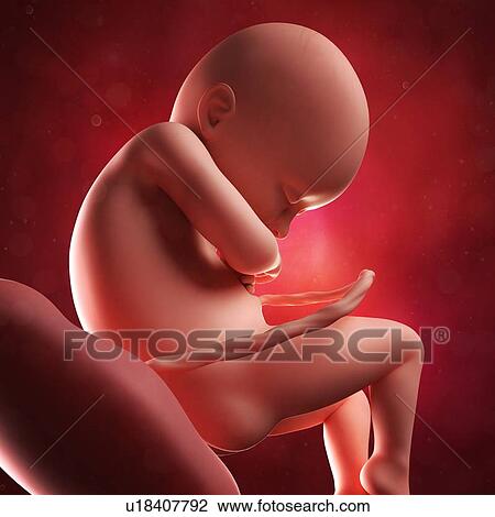 Drawing - Foetus at 36 weeks, artwork. Fotosearch