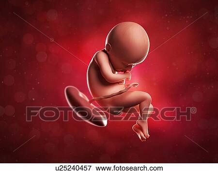 Foetus at 36 weeks, artwork View Large Illustration Stock Illustration - Foetus at 36 weeks, artwork. Fotosearch