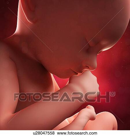 Foetus at 37 weeks, artwork View Large Illustration Stock Illustration - Foetus at 37 weeks, artwork. Fotosearch