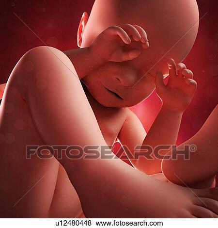 Stock Illustration - Foetus at 38 weeks, artwork. Fotosearch