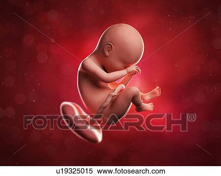 Stock Illustration - Foetus at 38 weeks, artwork. Fotosearch