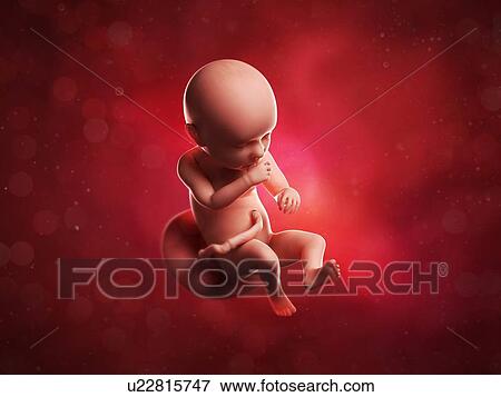 Stock Illustration - Foetus at 39 weeks, artwork. Fotosearch