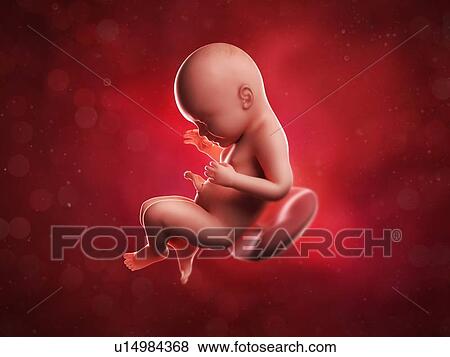 Stock Illustration - Foetus at 40 weeks, artwork. Fotosearch