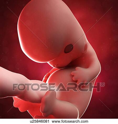 Foetus at 8 weeks, artwork View Large Illustration Clip Art - Foetus at 8 weeks, artwork. Fotosearch