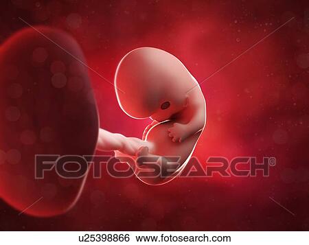 Stock Illustration - Foetus at 8 weeks, artwork. Fotosearch