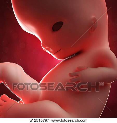 Foetus at 9 weeks, artwork View Large Illustration Stock Illustration - Foetus at 9 weeks, artwork. Fotosearch
