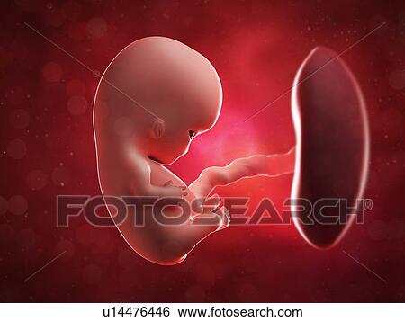 Stock Illustration - Foetus at 9 weeks, artwork. Fotosearch