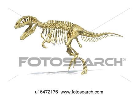 Stock Illustration - Giganotosaurus dinosaur skeleton, artwork. Fotosearch