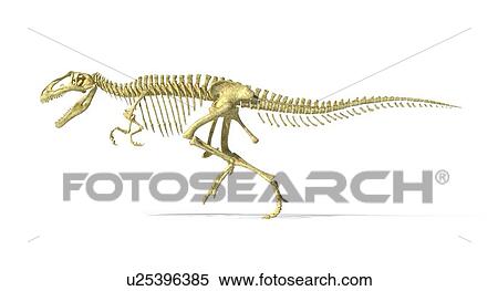 Giganotosaurus dinosaur skeleton, artwork View Large Illustration Stock Illustration - Giganotosaurus dinosaur skeleton, artwork. Fotosearch