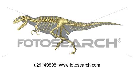 Giganotosaurus dinosaur skeleton, artwork View Large Illustration Stock Illustration - Giganotosaurus dinosaur skeleton, artwork. Fotosearch
